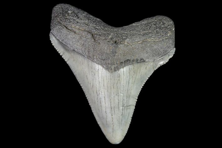 Juvenile Megalodon Tooth - Georgia #101398